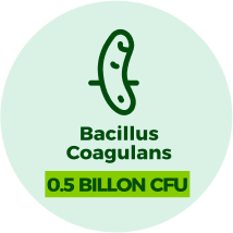 Bacillus Coagulans